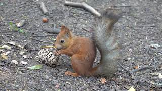 Ещё про белку и шишку / More about the squirrel and the bump