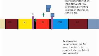 Lambda Bacteriophage Lysogen Initiation