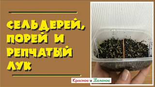 Пять способов подготовки к посеву семян лука и сельдерея. Сравним!