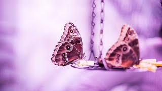 Deep Spiritual Meditation | 528Hz Miracle Tones | Self Love Energy Cleanse | Positive Vibes