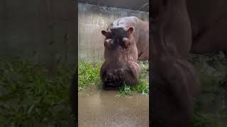 Bamboooooo - Cincinnati Zoo #shorts