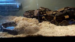 "Squirt" The Columbian Red-tailed Boa At Feeding Time