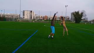 اذكى وأخف كلب في العالم.الكلب البلجيكي.مالينوا (malinois)