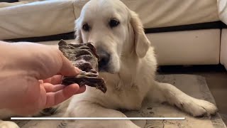 Why doesn't Ms.Alya Golden chew the owners ' shoes? Почему Аля не грызет обувь.