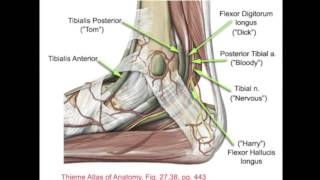 Sheldon Posterior Tibial Nerve Block