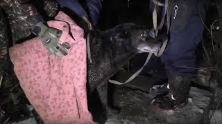 5 СПАСЕНИЙ ЖИВОТНЫХ СНЯТЫХ НА КАМЕРУ [Белый кот]