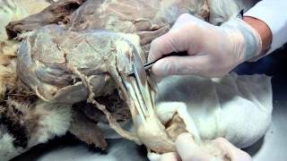 Miembro Torácico: Pata Posterior