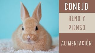 C O N E J O S | Alimentación | Qué y cuánto darles de comer | ¿tiene grano el heno? | Healthepet