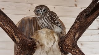 Yoll's добрый stream из Совиного дола. Вечернее тестировочное часть 2
