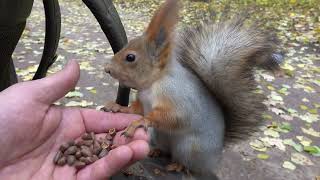Покормил разных белок. И Ушастика тоже / I fed different squirrels. And Ushastik too