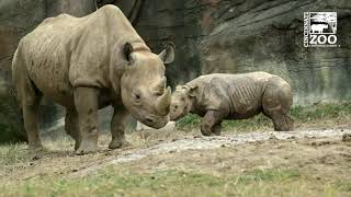 Baby Black Rhino Calf Ajani Joe Sparring with Mom - Cincinnati Zoo