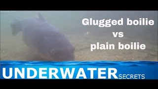 Underwater carp fishing Glugged vs Unglugged boilie