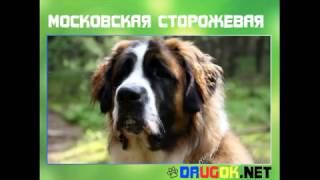 Московская сторожевая