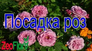 Розы посадка в грунт с использованием ZeoFlora!