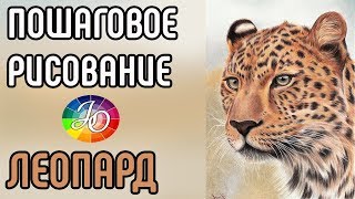 ЛЕОПАРД. Рисуем леопарда поэтапно. Пошаговое рисование // How to draw leopard step by step