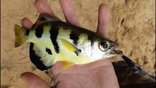 ปลาเสือพ่นน้ำ ก็ตกได้นะ by fishingEZ