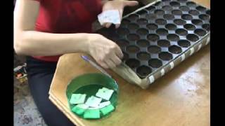 Как вырастить рассаду помидор.