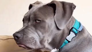 Dog gets sad because people think he looks mean