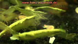 gelbe zwerggarnele neonstripe - yellow shrimp backstripe