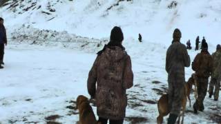 Павлово,03-18-2012,выставка охот.собак,2возр.гр
