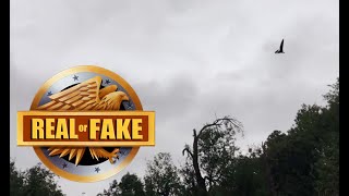 LIVING PTEROSAUR Caught on Camera? - real or fake
