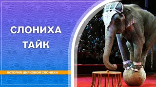 Тайк. Ярость цирковой слонихи. (Впервые на русском языке)