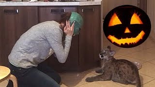 ХЕЛЛОУИН ДЛЯ ГОРНОГО ЛЬВА / Реакция котёнка пумы на маску кобры