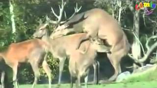 олень вдул! не делай так))/deer made ​​quickly/鹿性
