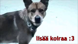 KOIRA :3 10 min! (Artturi-setä kiriolee xD)