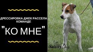 Как правильно дрессировать Джек-рассела по команде «ко мне»?