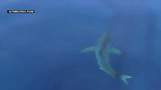 Great White shark spotted off Spanish coast