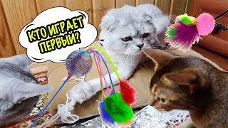 КОТЫ ВЕРНУЛИСЬ ИЗ ЛЕСА! ОГРОМНАЯ ДРАЗНИЛКА СВОИМИ РУКАМИ