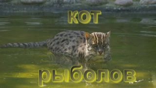 Кот рыболов или виверровый кот