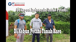 Tips Memetik Jeruk || Cara Memajukan UMKM Indonesia