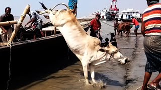 Cow Unloading Videos from River Site (Part-10)