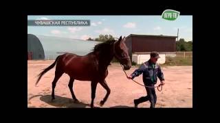 Конезавод имени Чапаева.
