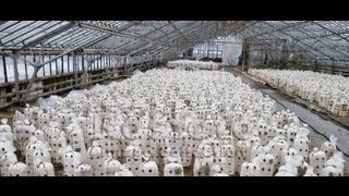 Грибы, стерилизация и дезинфекция в грибоводстве