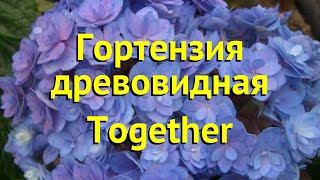 Гортензия древовидная Тогевер. Краткий обзор, описание характеристик hydrangea arborescens Together