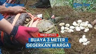 Buaya 3 Meter di Area Persawahan Gegerkan Warga Dusun Bugis Maros