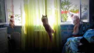 Кошка  поймала  муху.Cat caught a fly.