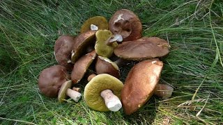 Полная корзина белых грибов (Boletus edulis) за одну минуту - лето, июль