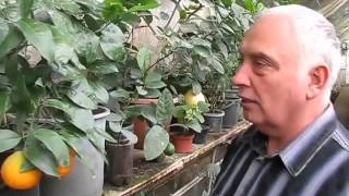 42. Немного о лимонах
