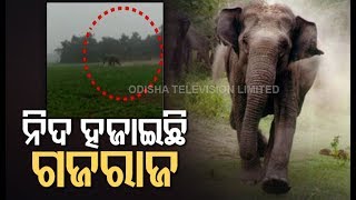 Rising Cases Of Man-Elephant Conflict In Odisha Raises Concern