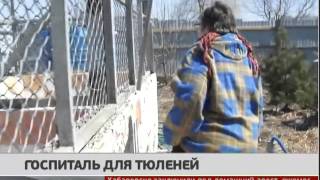 Госпиталь для тюленей. Новости. GuberniaTV