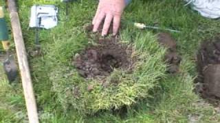 Mole Traps