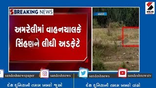 Amreli માં વાહનચાલકે સિંહણને લીધી અડફેટે ॥ Sandesh News TV