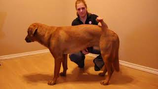 Canine Abdominal Exercise