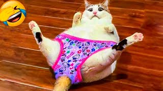 Best Funny Animal Videos 2022 - Funniest Dogs And Cats Videos