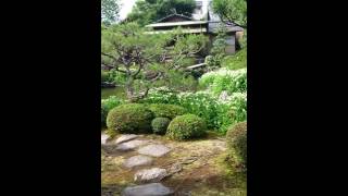 20160620 建仁寺の塔頭の一つである両足院に咲く半夏生です。半夏生にはタコを食べると良いと昔から言われております☀