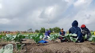 vlog cauliflower J7 ~ TPT (Teknologi Produksi Tanaman) Cauiflower